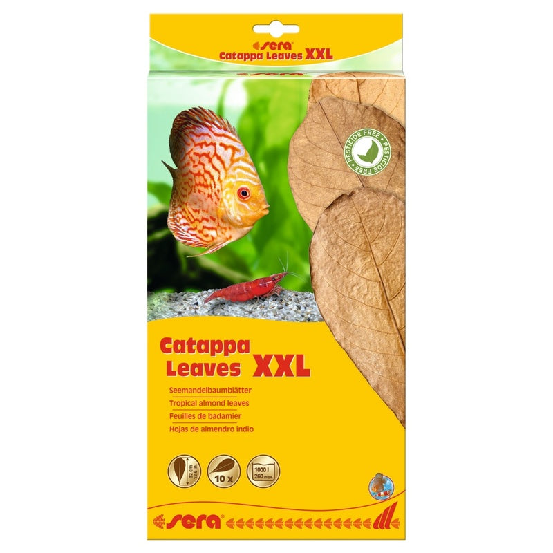 Catappa leaves 10 hojas d'almendro indio XXL (30-