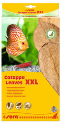 Catappa leaves 10 hojas d'almendro indio XXL (30-