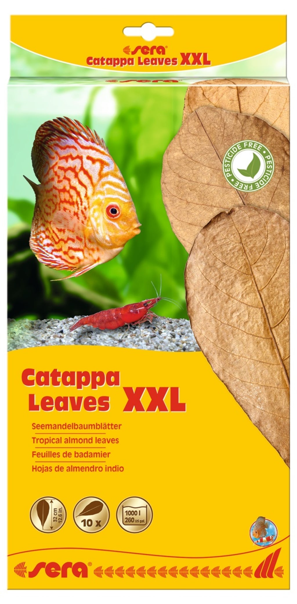 Catappa leaves 10 hojas d'almendro indio XXL (30-