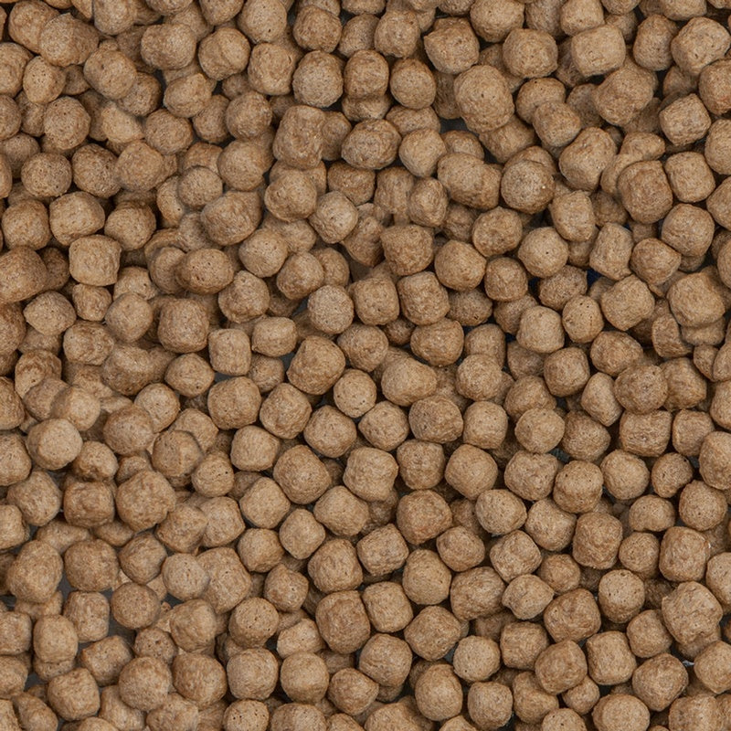 Koi royal nael teure large 10 l - 2,9 kg