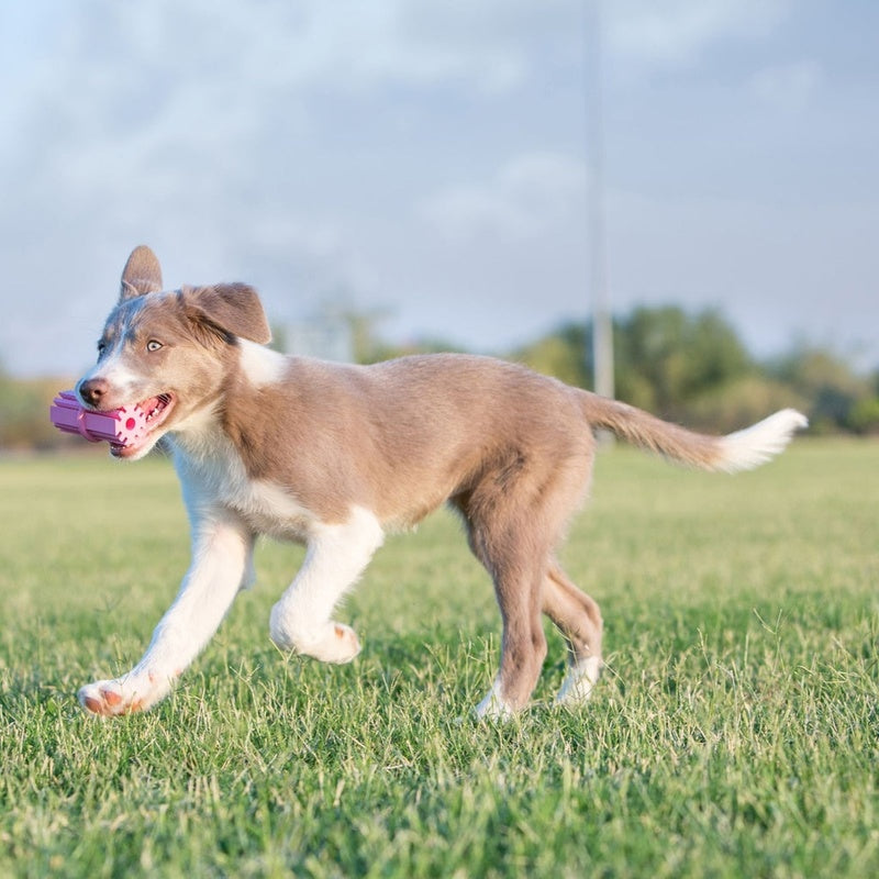puppy stick dental