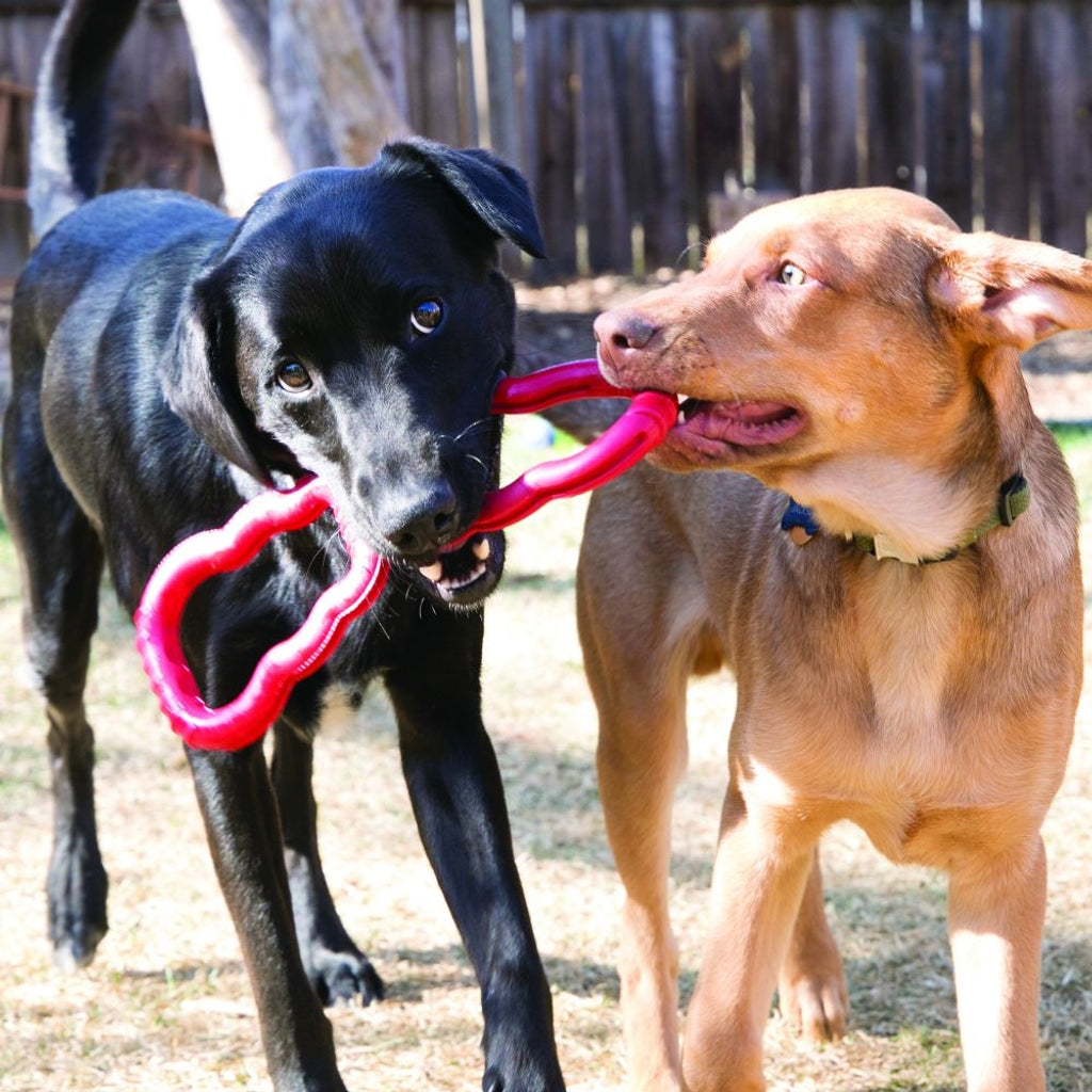 tug toy