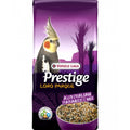 australian parakeet premium