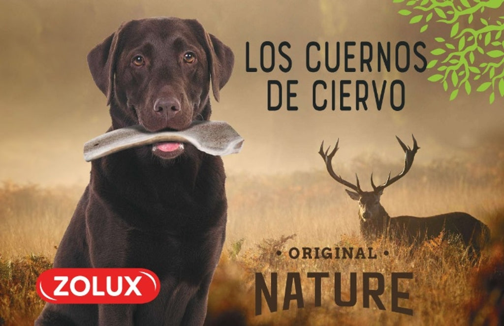 Nature asta de ciervo